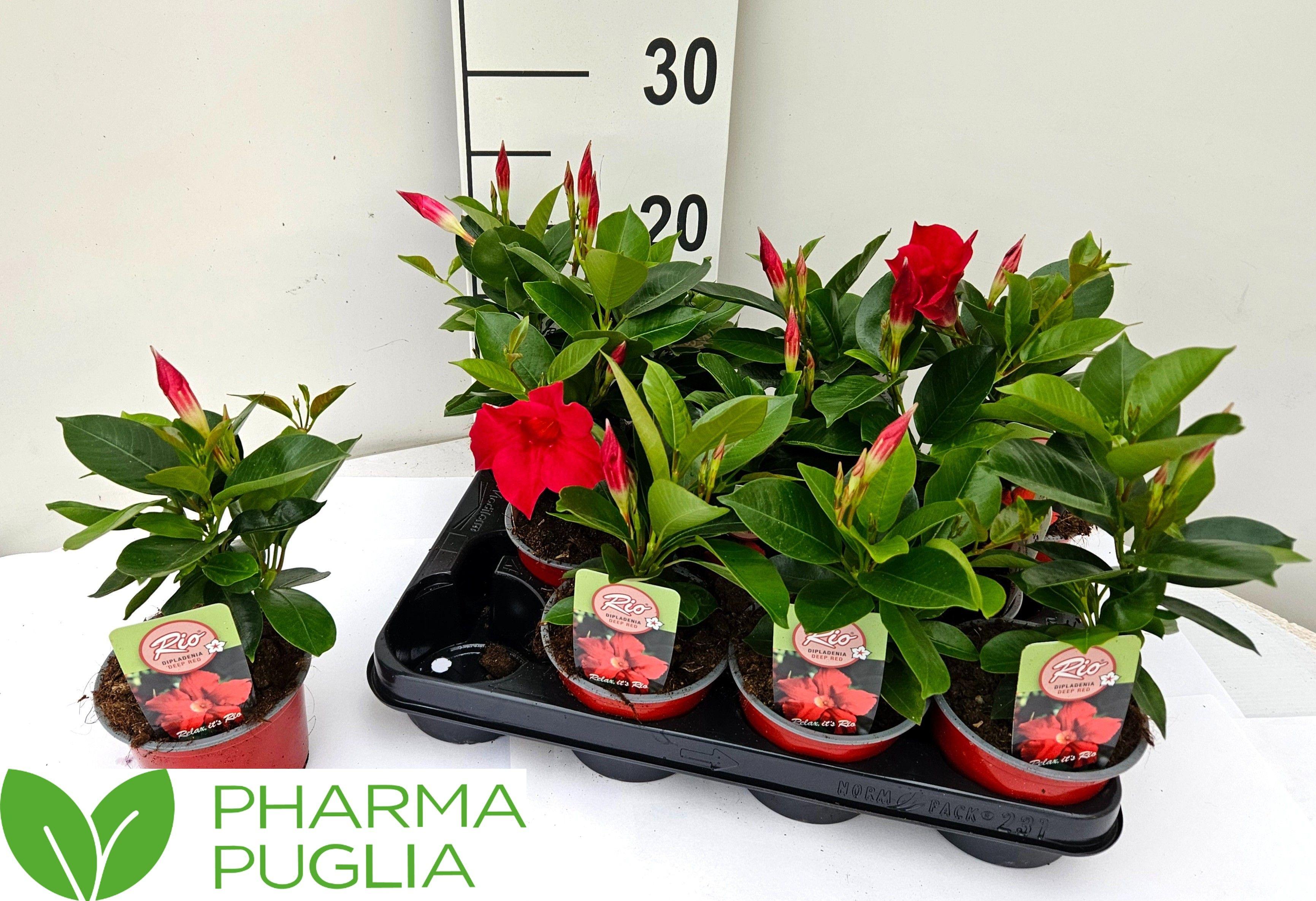Горшечные цветы и растения оптом Mande Rio Deep Red от 11шт из Голландии с доставкой по России