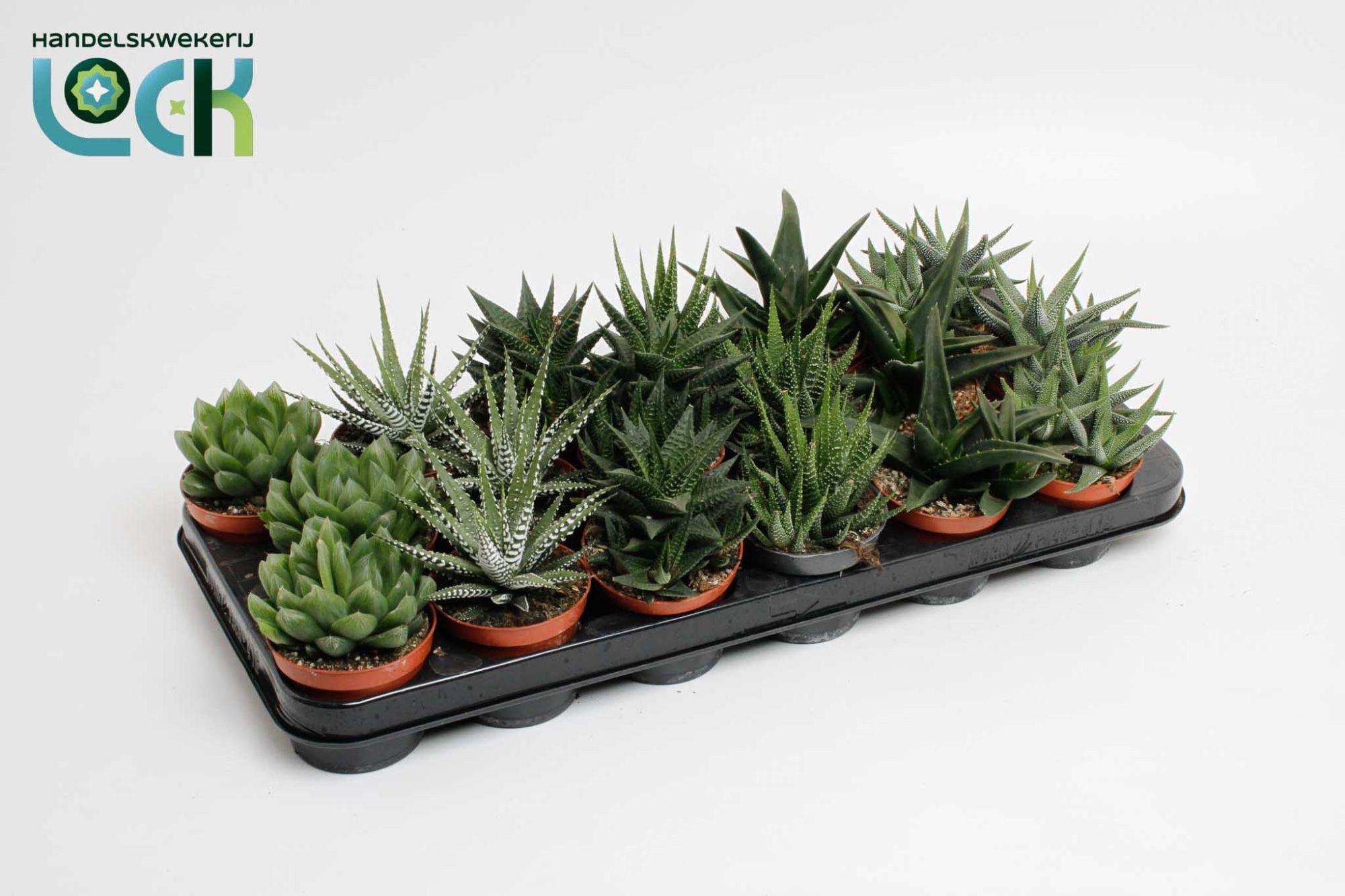 Горшечные цветы и растения оптом Hawo Ov от 18шт (для телеги) из Голландии с доставкой по России