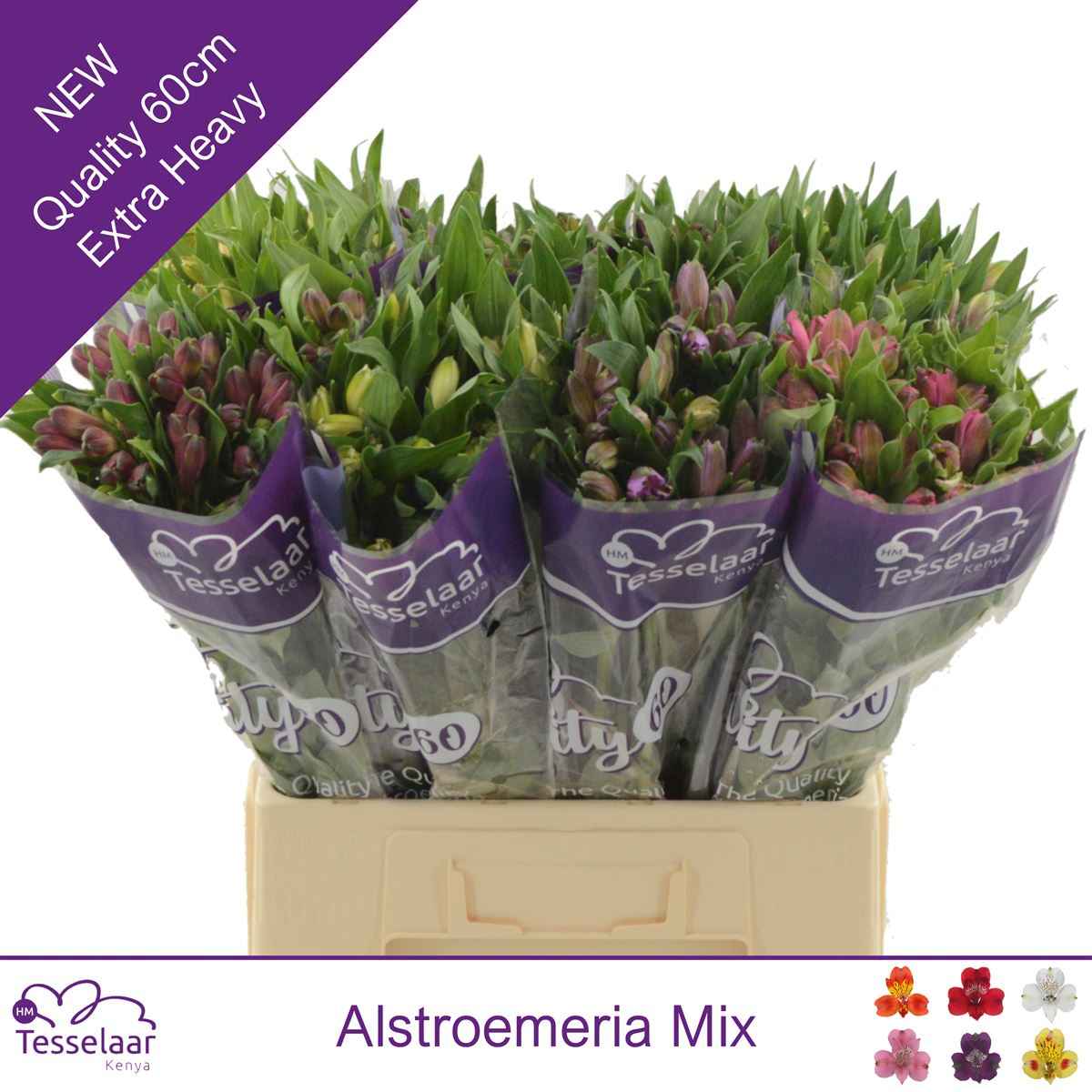 Срезанные цветы оптом Alstroemeria mix in bucket от 80шт из Голландии с доставкой по России