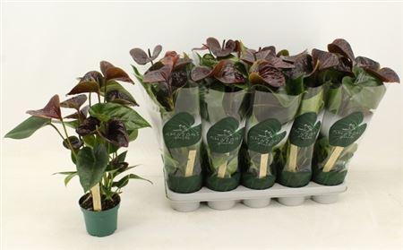 Горшечные цветы и растения оптом Anthu An Essencia 6+ от 10шт из Голландии с доставкой по России