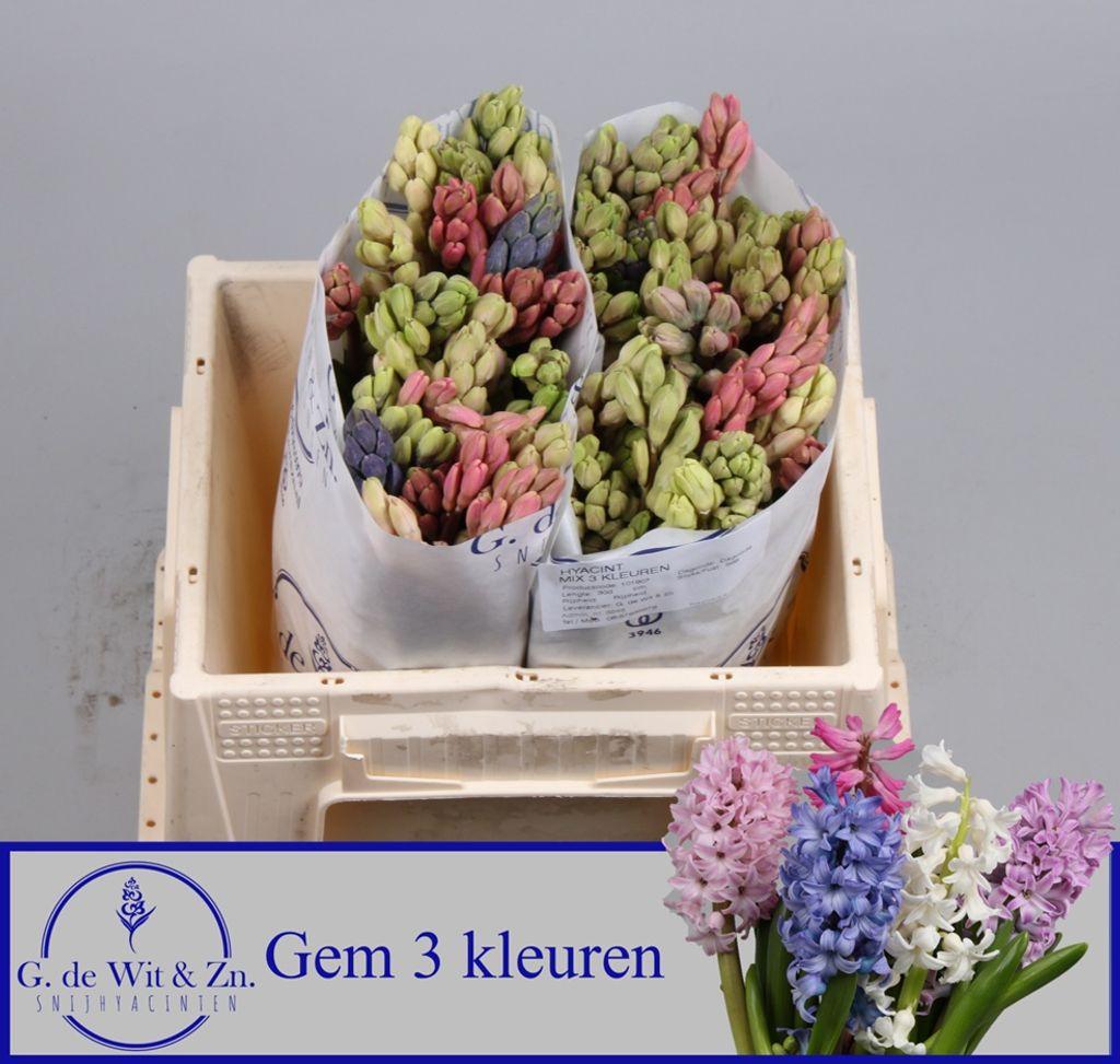 Срезанные цветы оптом Hyacinthus rainbow 15 nails от 50шт из Голландии с доставкой по России