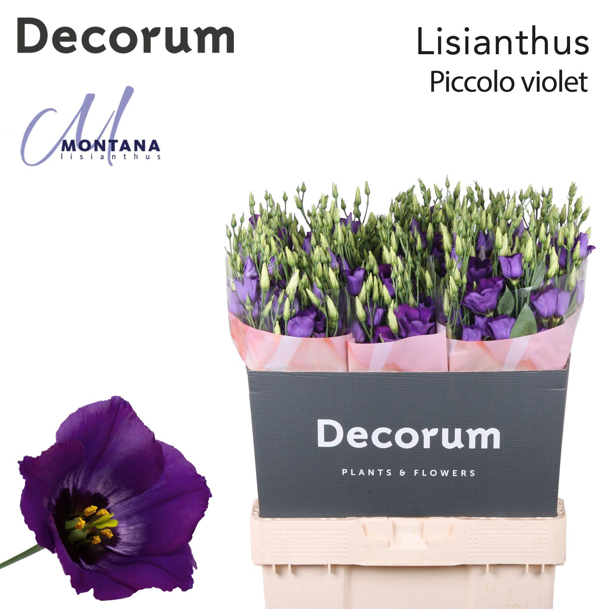 Срезанные цветы оптом Lisianthus si piccolo violet от 60шт из Голландии с доставкой по России