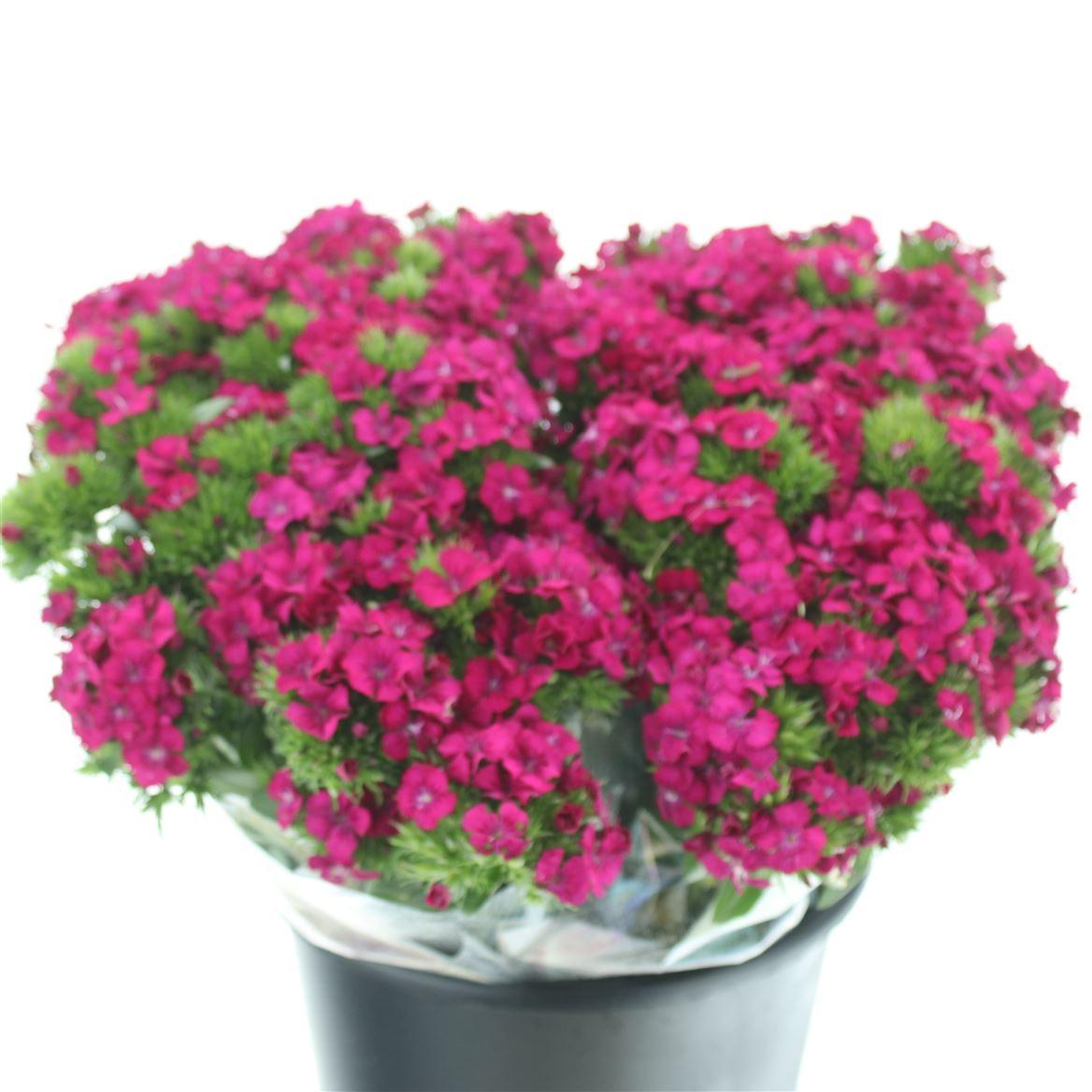 Срезанные цветы оптом Dianthus br amazon neon cherry от 100шт из Голландии с доставкой по России