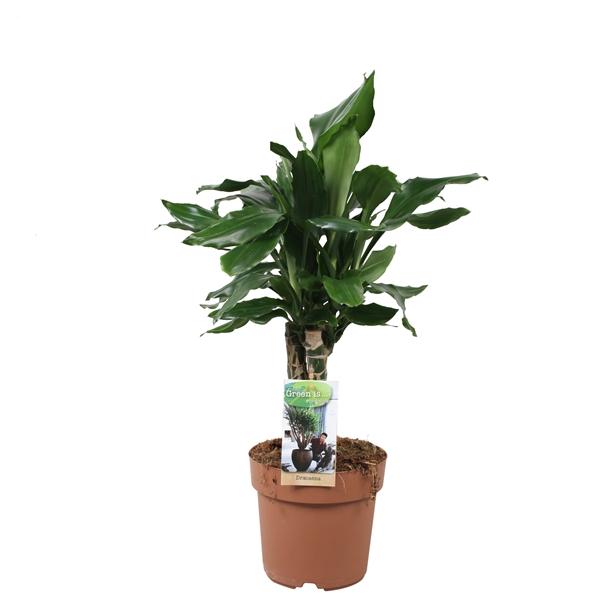 Горшечные цветы и растения оптом Drac Steudneri Caroussel от 6шт из Голландии с доставкой по России