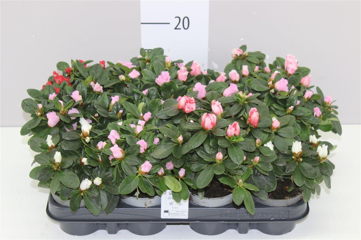 Горшечные цветы и растения оптом Rhododendron Si Gemengd от 12шт (для телеги) из Голландии с доставкой по России