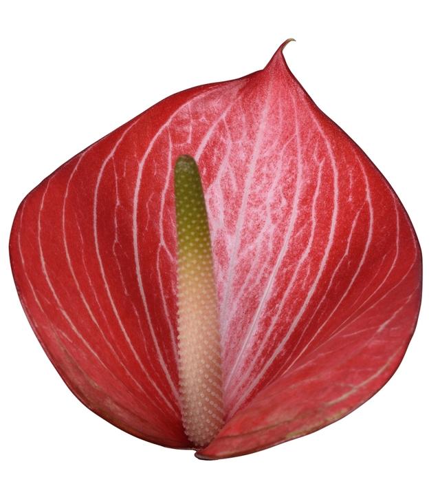 Срезанные цветы оптом Anthurium caldonia 142 от 20шт из Голландии с доставкой по России Срезанные цветы оптом Anthurium caldonia 142 от 20шт из Голландии с доставкой по России