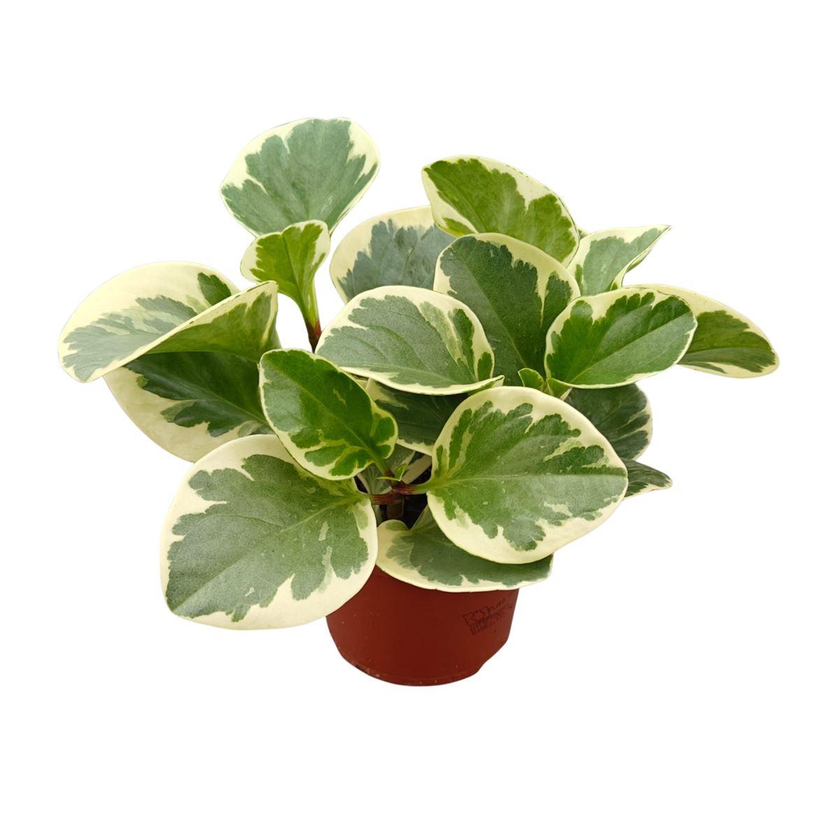 Горшечные цветы и растения оптом Peperomia Obtusfolia Variegata от 10шт из Голландии с доставкой по России