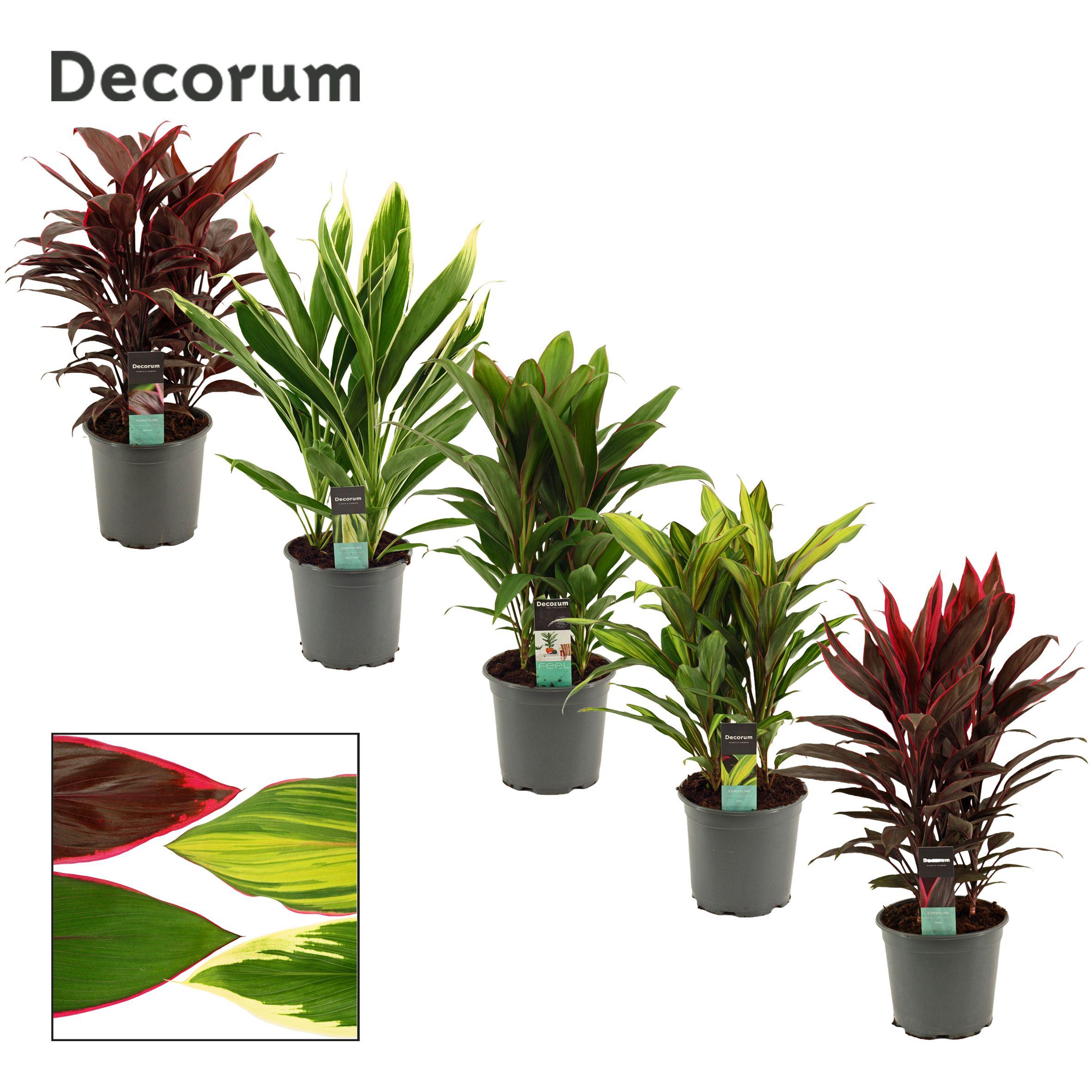 Горшечные цветы и растения оптом Cordyline Mix 3pp (decorum) от 5шт из Голландии с доставкой по России