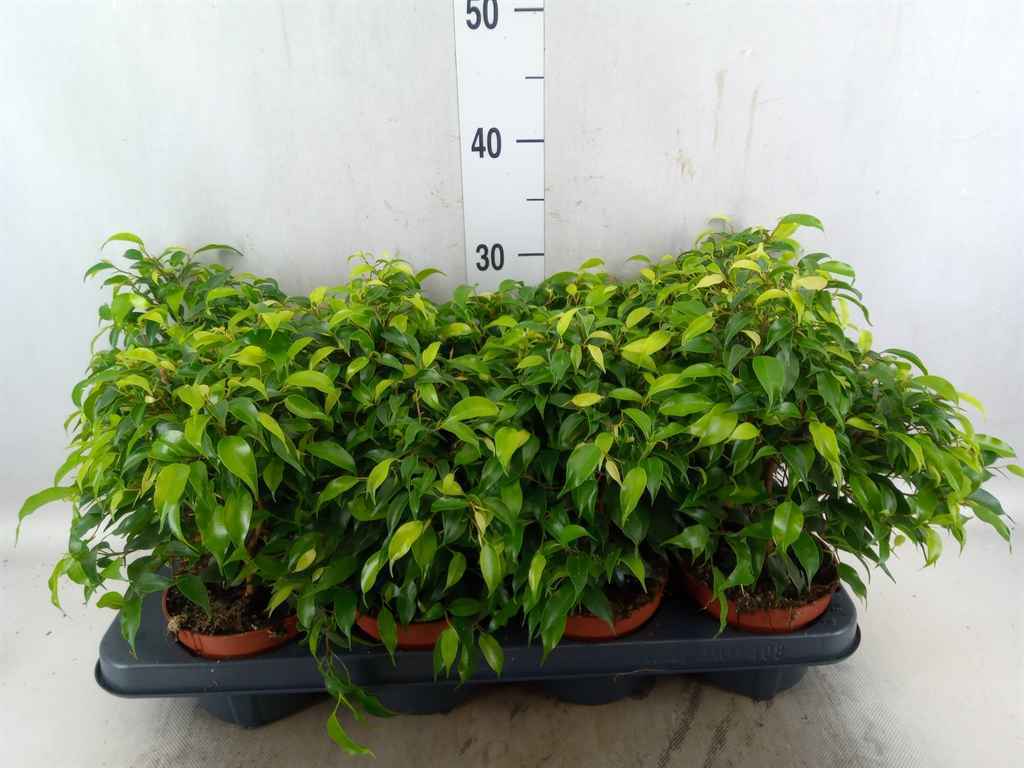 Горшечные цветы и растения оптом Ficus Be Green Kinky от 8шт из Голландии с доставкой по России