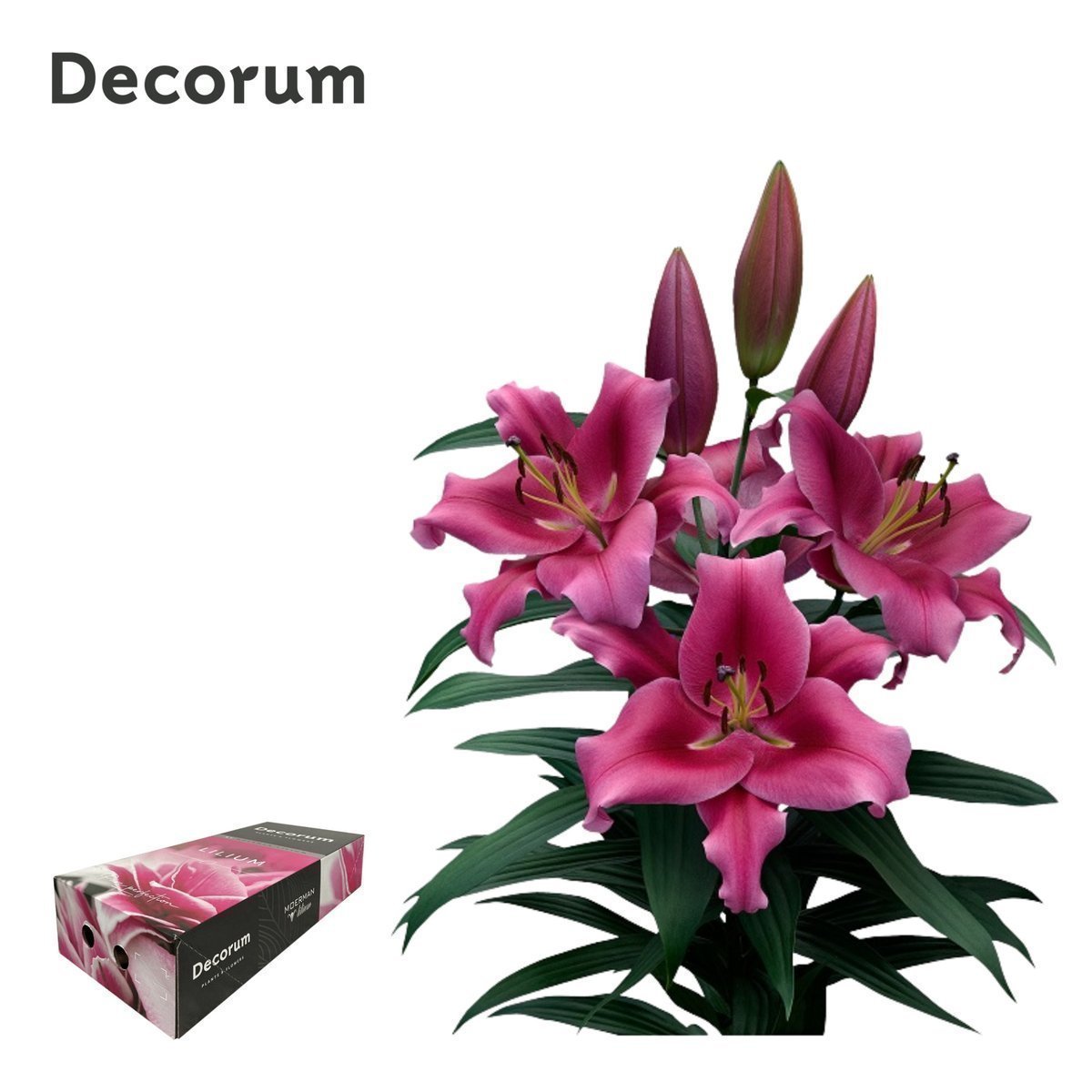 Срезанные цветы оптом Lilium or dalian от 20шт из Голландии с доставкой по России