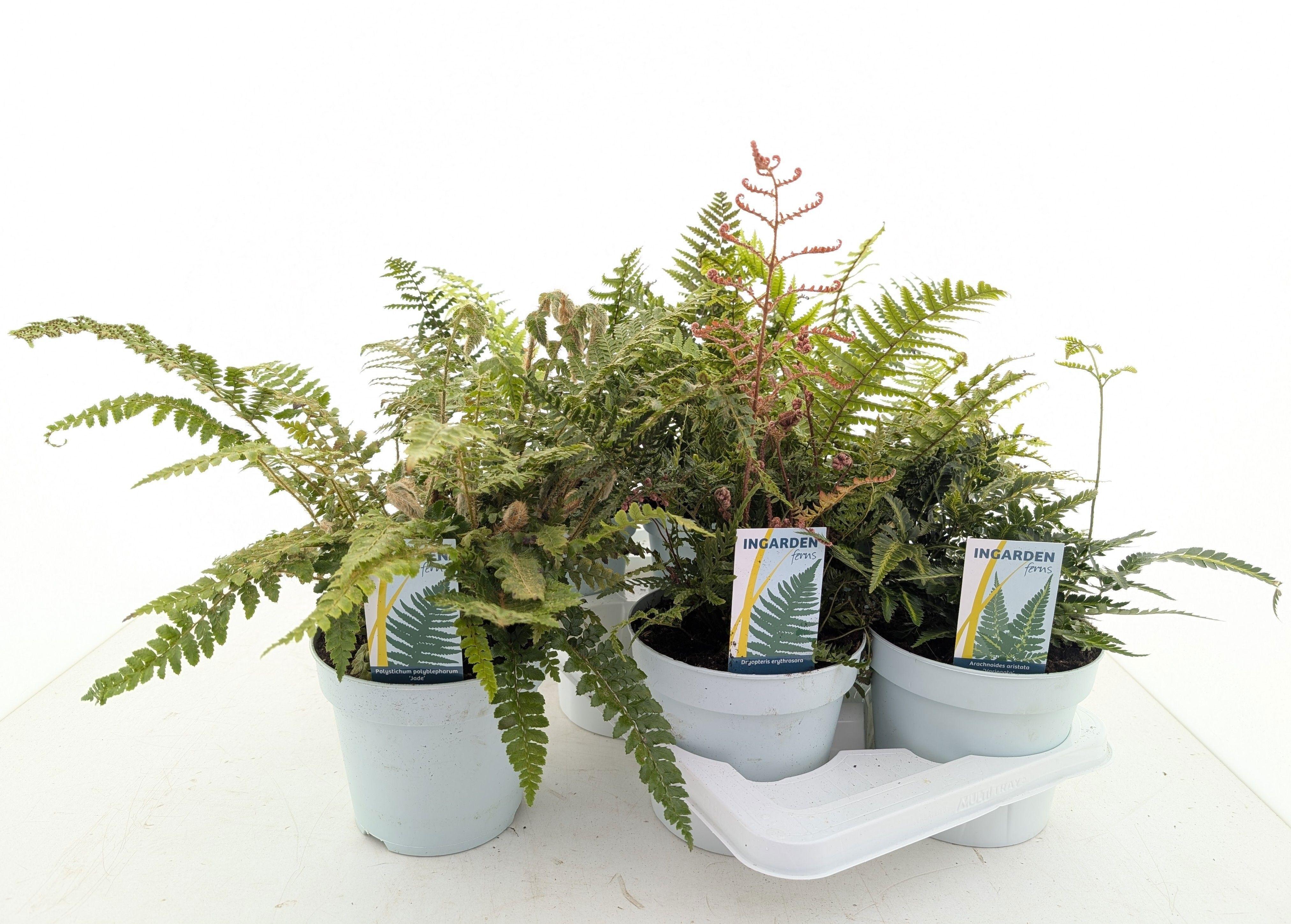 Горшечные цветы и растения оптом Varens Gem от 6шт из Голландии с доставкой по России