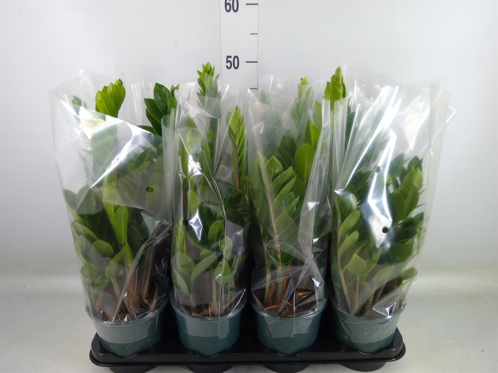 Горшечные цветы и растения оптом Zamioculcas Zamiifolia от 8шт из Голландии с доставкой по России