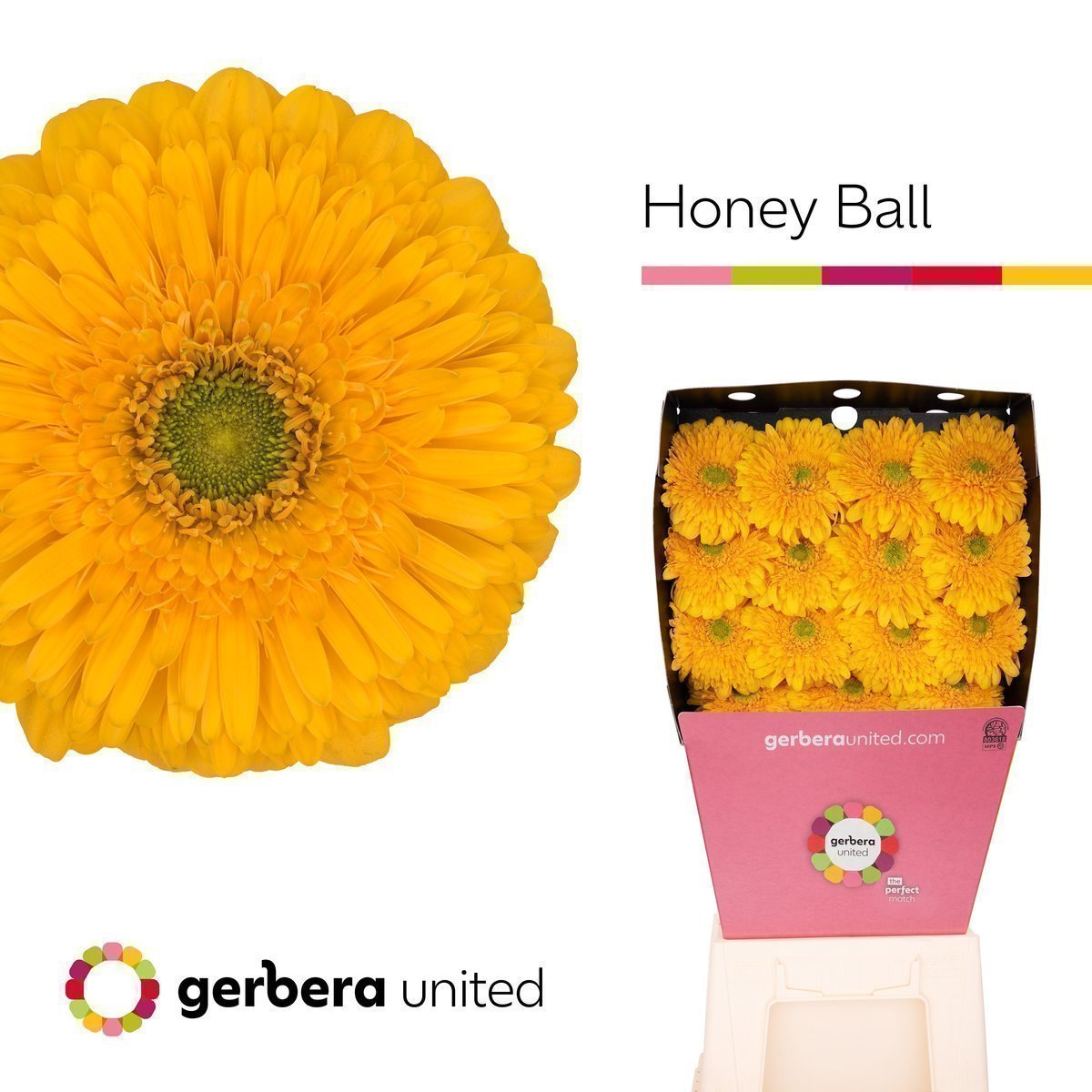 Срезанные цветы оптом Gerbera diamond magic ball от 45шт из Голландии с доставкой по России