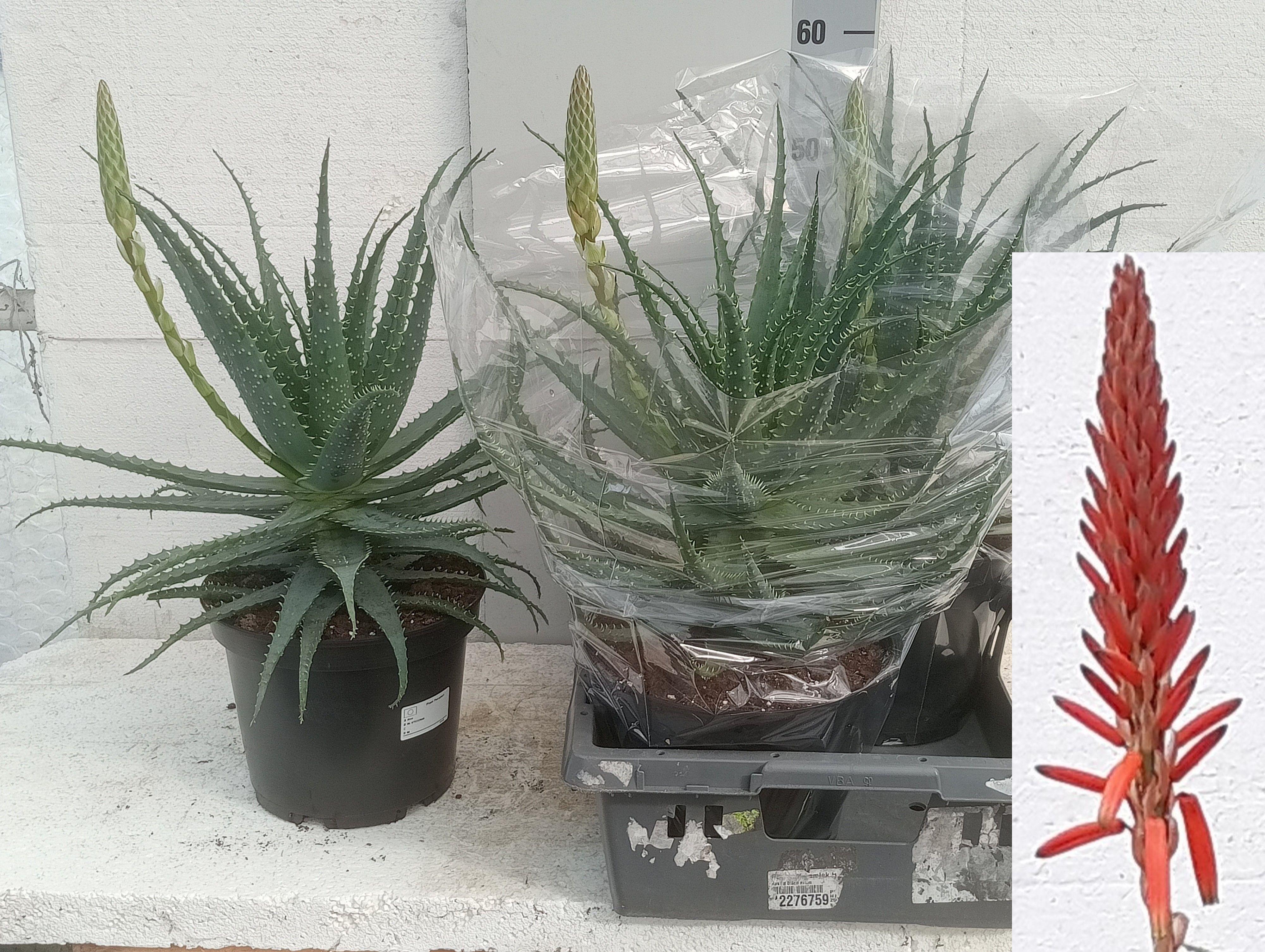 Горшечные цветы и растения оптом Aloe Arborescens от 2шт из Голландии с доставкой по России