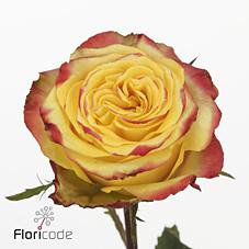 Срезанные цветы оптом Rosa large crimson sky+ от 30шт из Голландии с доставкой по России