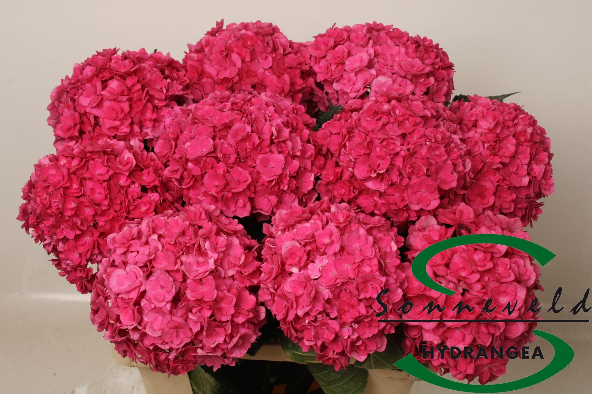 Срезанные цветы оптом Hydrangea royal anastasia от 10шт из Голландии с доставкой по России