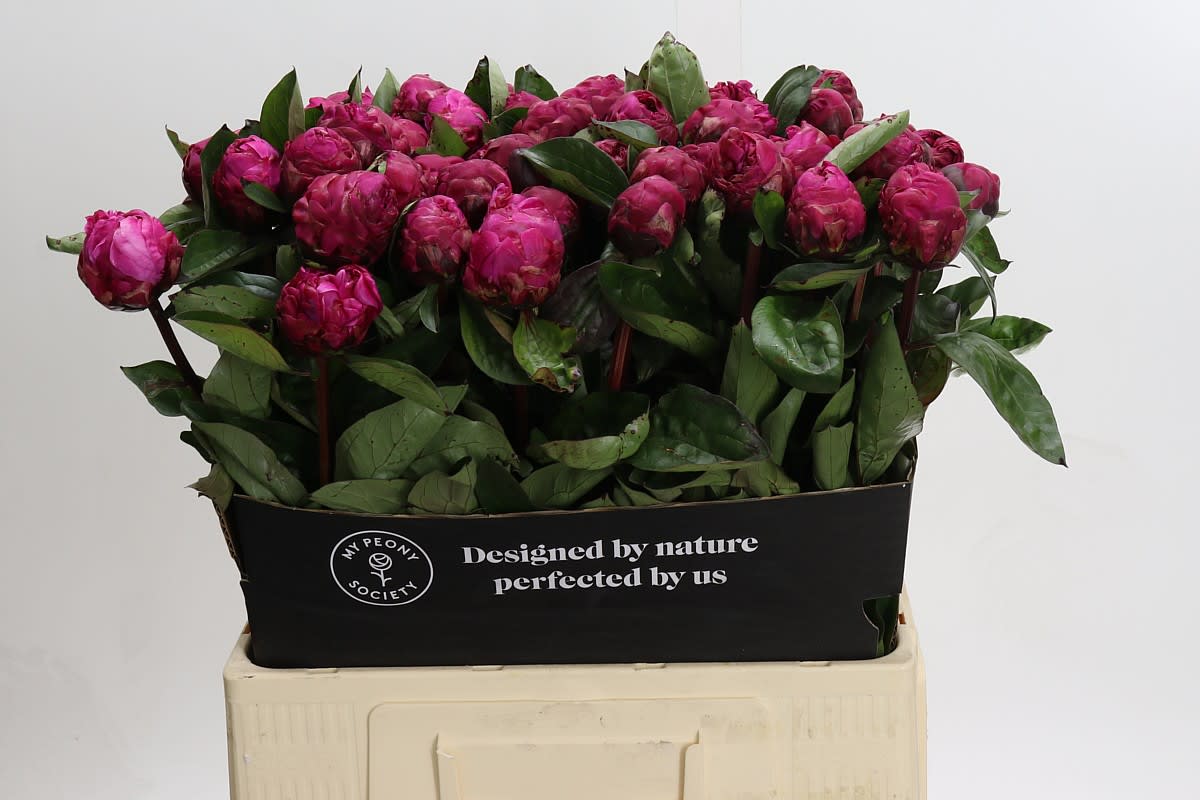Срезанные цветы оптом Paeonia red sarah bernhardt от 60шт из Голландии с доставкой по России