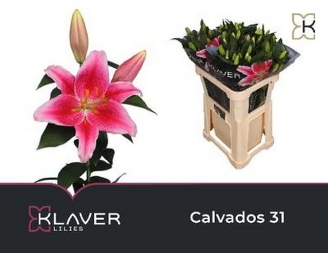 Срезанные цветы оптом Lilium or calvados от 60шт из Голландии с доставкой по России