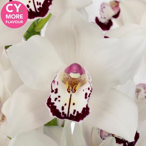 Срезанные цветы оптом Cymbidium white mrs esmee от 9шт из Голландии с доставкой по России