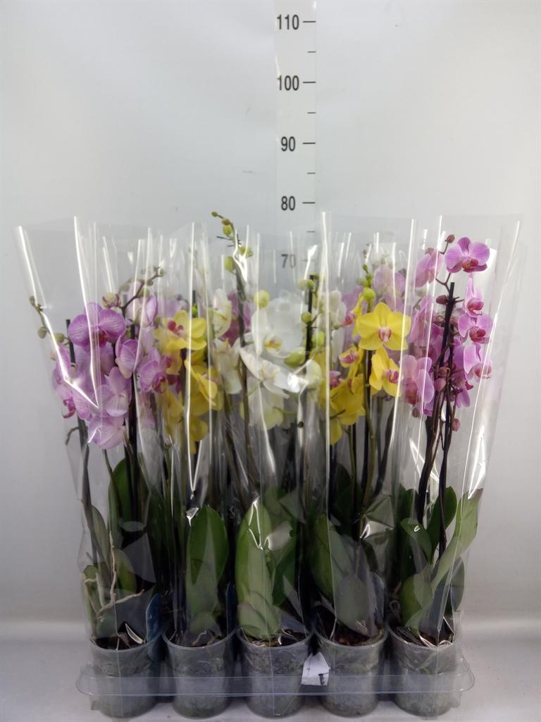 Горшечные цветы и растения оптом Phalaenopsis   ...mix  5 от 10шт из Голландии с доставкой по России