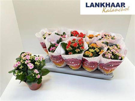 Горшечные цветы и растения оптом Kal Ge Perf Mix от 10шт из Голландии с доставкой по России