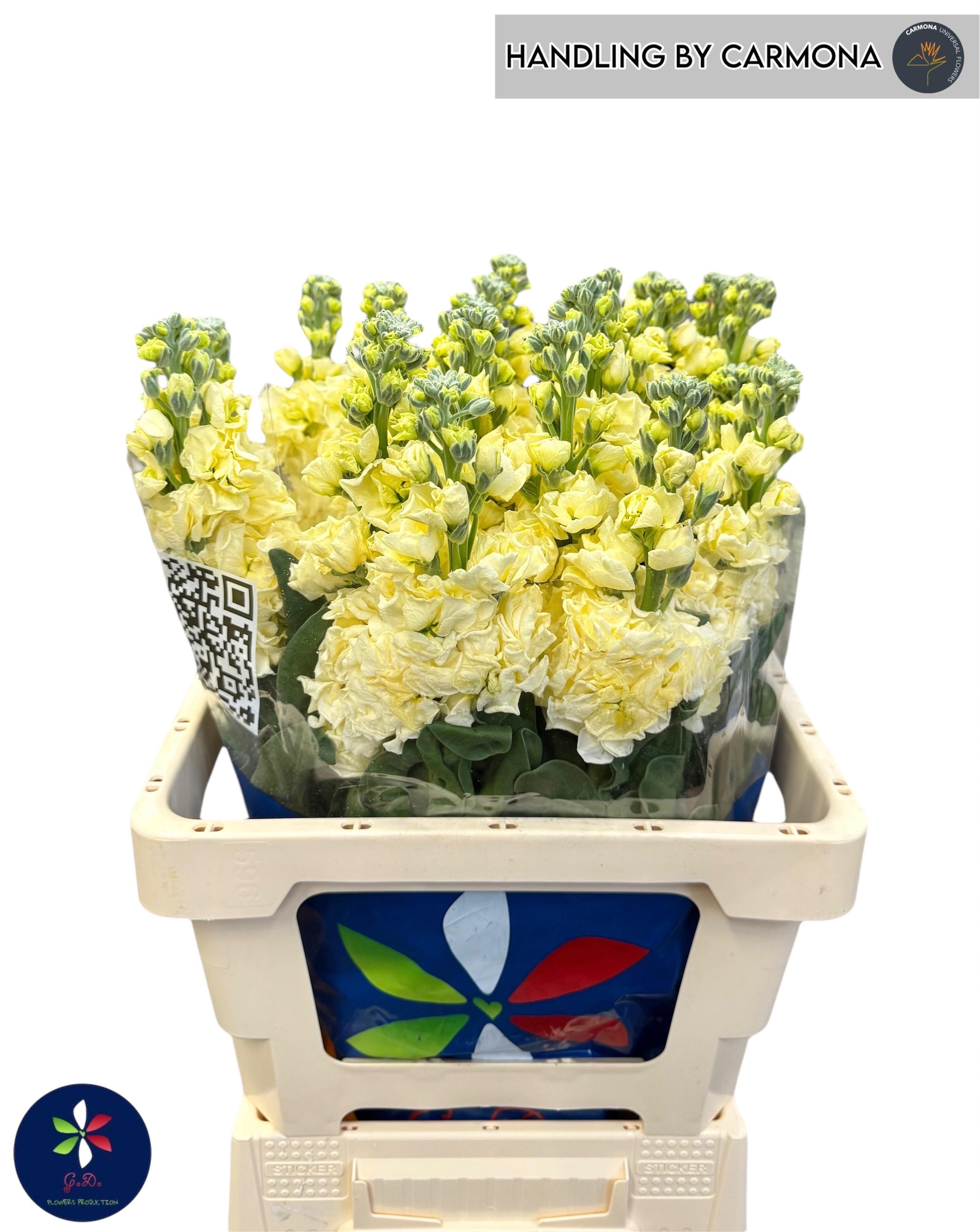 Срезанные цветы оптом Matthiola iron yellow от 20шт из Голландии с доставкой по России