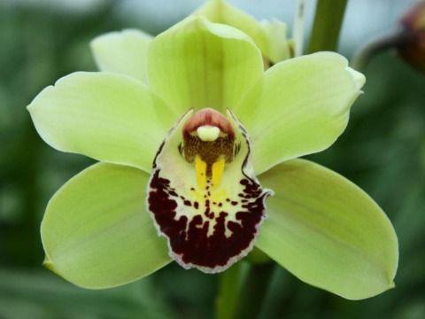 Срезанные цветы оптом Miniymbidium green santas express tessa A от 15шт из Голландии с доставкой по России