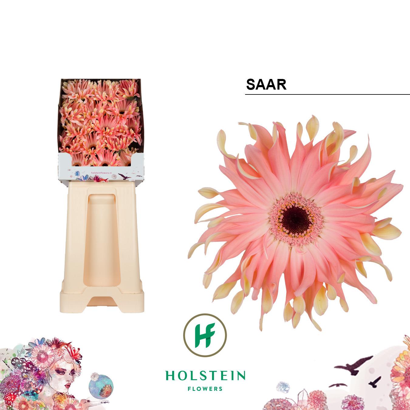 Срезанные цветы оптом Gerbera diamond gerpasta saar от 45шт из Голландии с доставкой по России