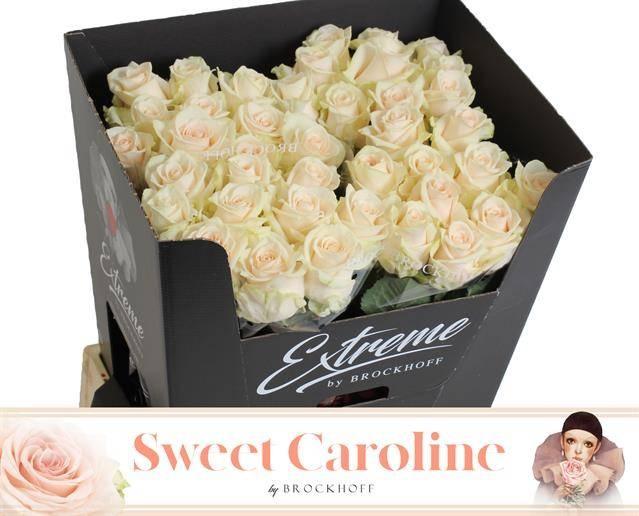 Срезанные цветы оптом Rosa large sweet caroline от 40шт из Голландии с доставкой по России