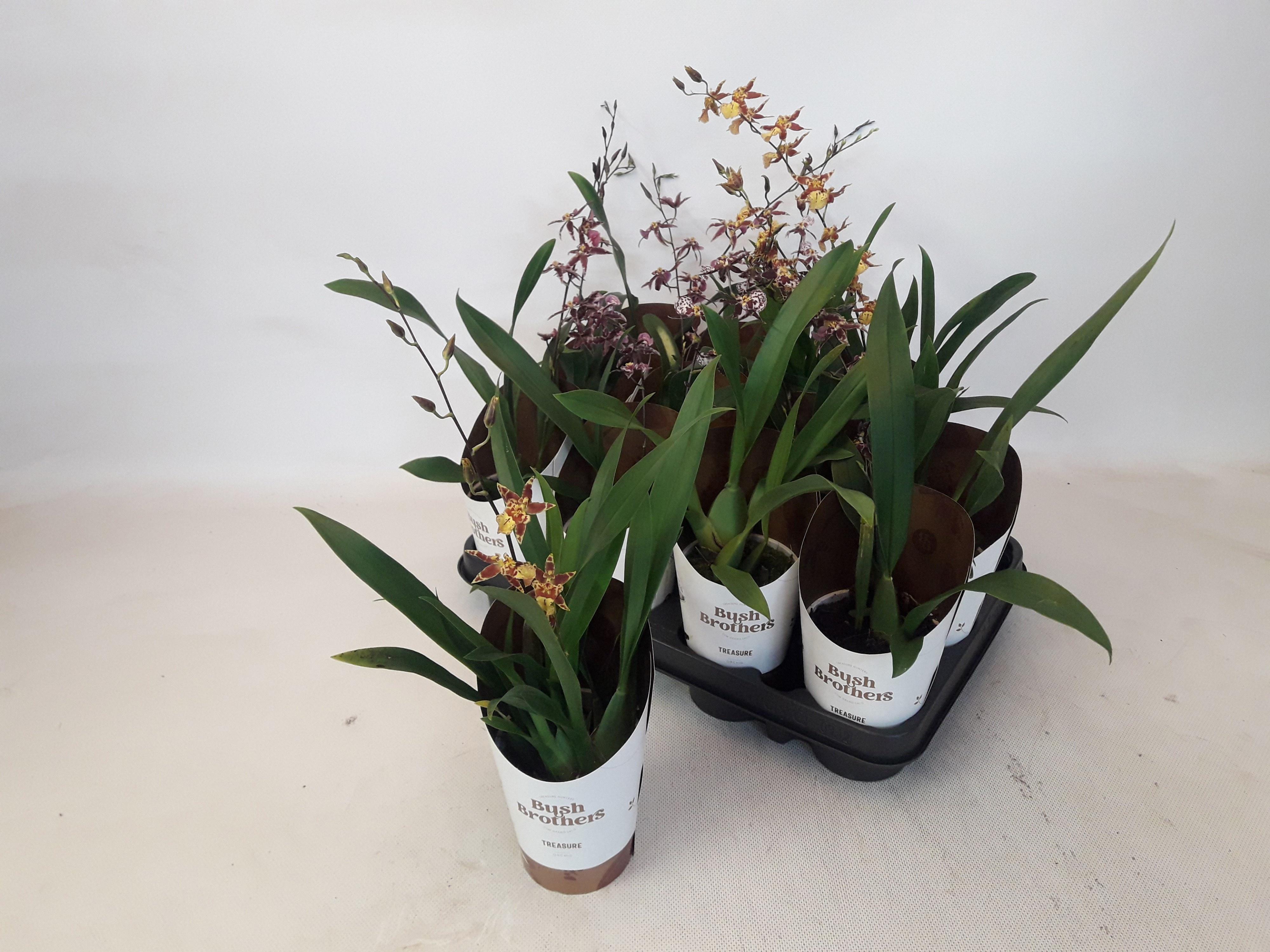 Горшечные цветы и растения оптом Brassia Summer Dream от 12шт (для телеги) из Голландии с доставкой по России