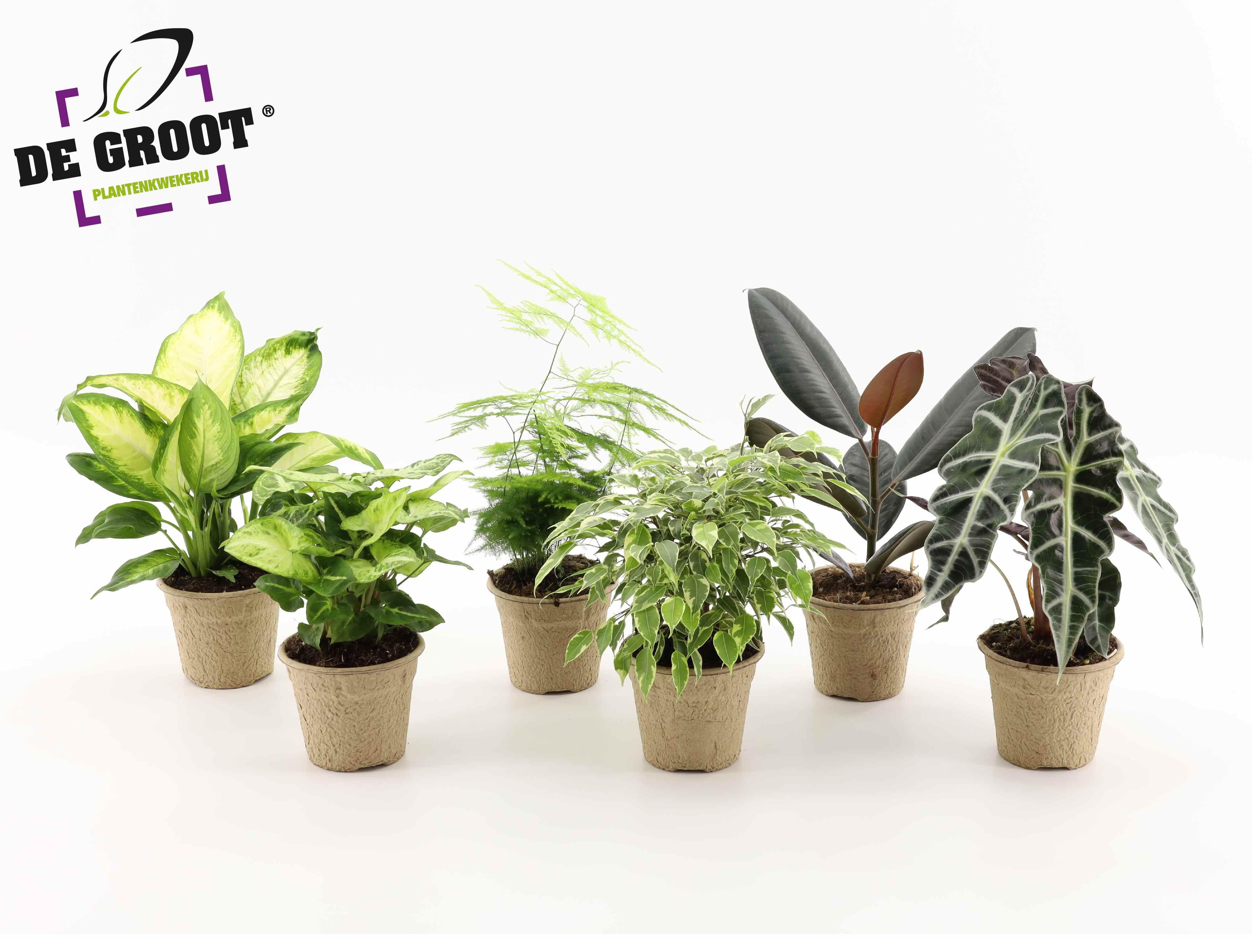 Горшечные цветы и растения оптом Plant Mix In Pulppot En Pulptray от 6шт из Голландии с доставкой по России