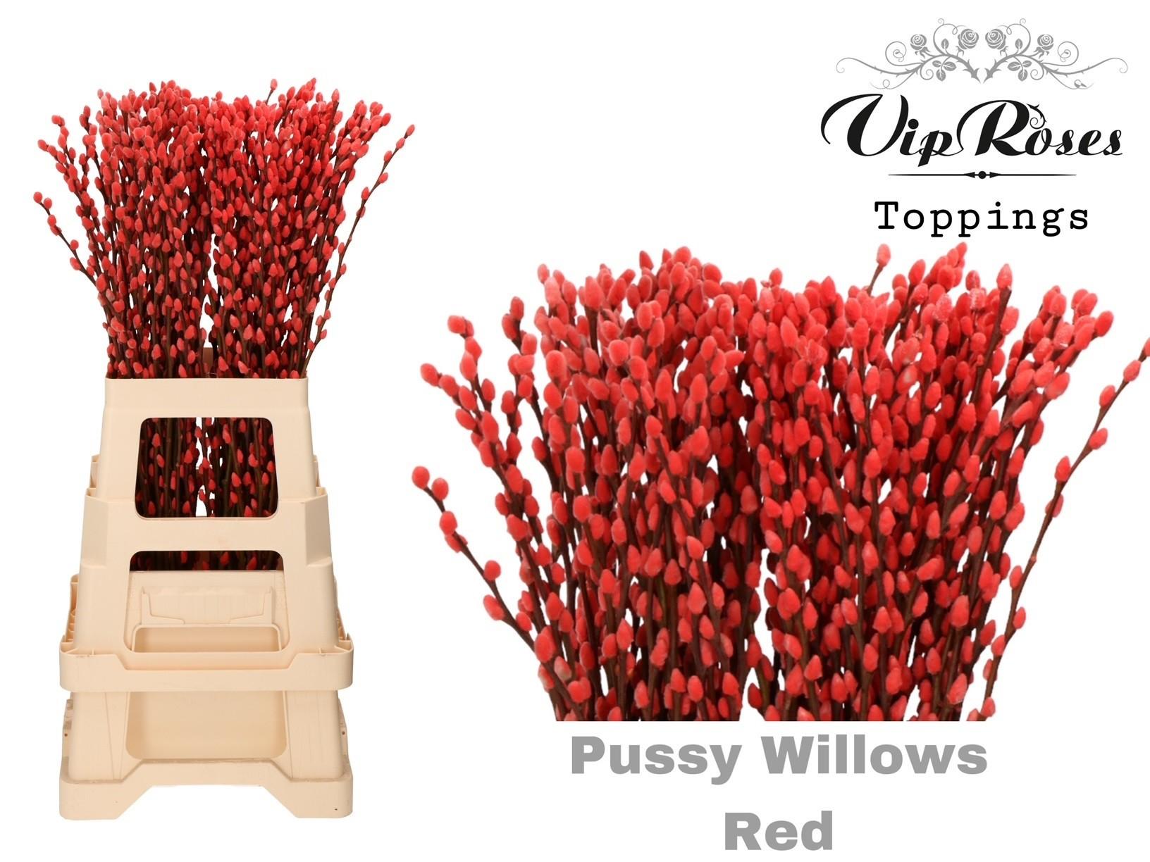 Срезанные цветы оптом Salix paint pussy willow red от 100шт из Голландии с доставкой по России