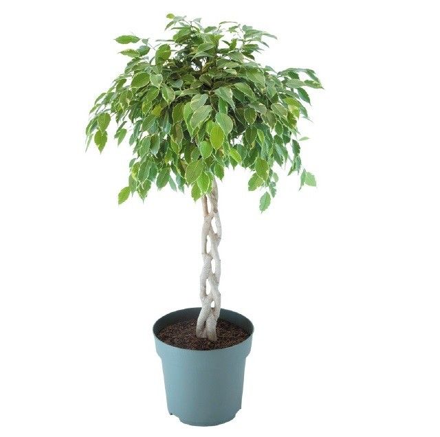 Горшечные цветы и растения оптом Ficus Be Golden King Twisted Stem от 1шт из Голландии с доставкой по России
