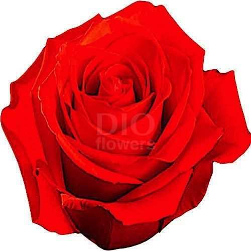 Розы оптом NINA из Эквадора с доставкой по России Розы оптом NINA из Эквадора с доставкой по России