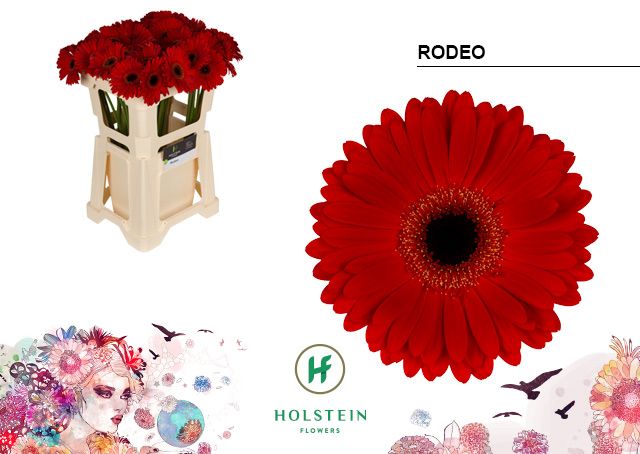 Срезанные цветы оптом Gerbera rodeo от 40шт из Голландии с доставкой по России