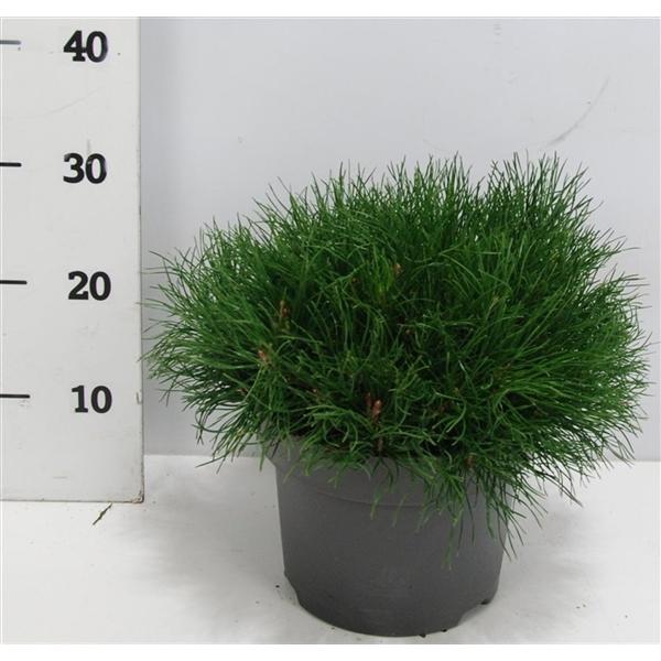 Горшечные цветы и растения оптом Pinus Mugo Mugo от 1шт из Голландии с доставкой по России