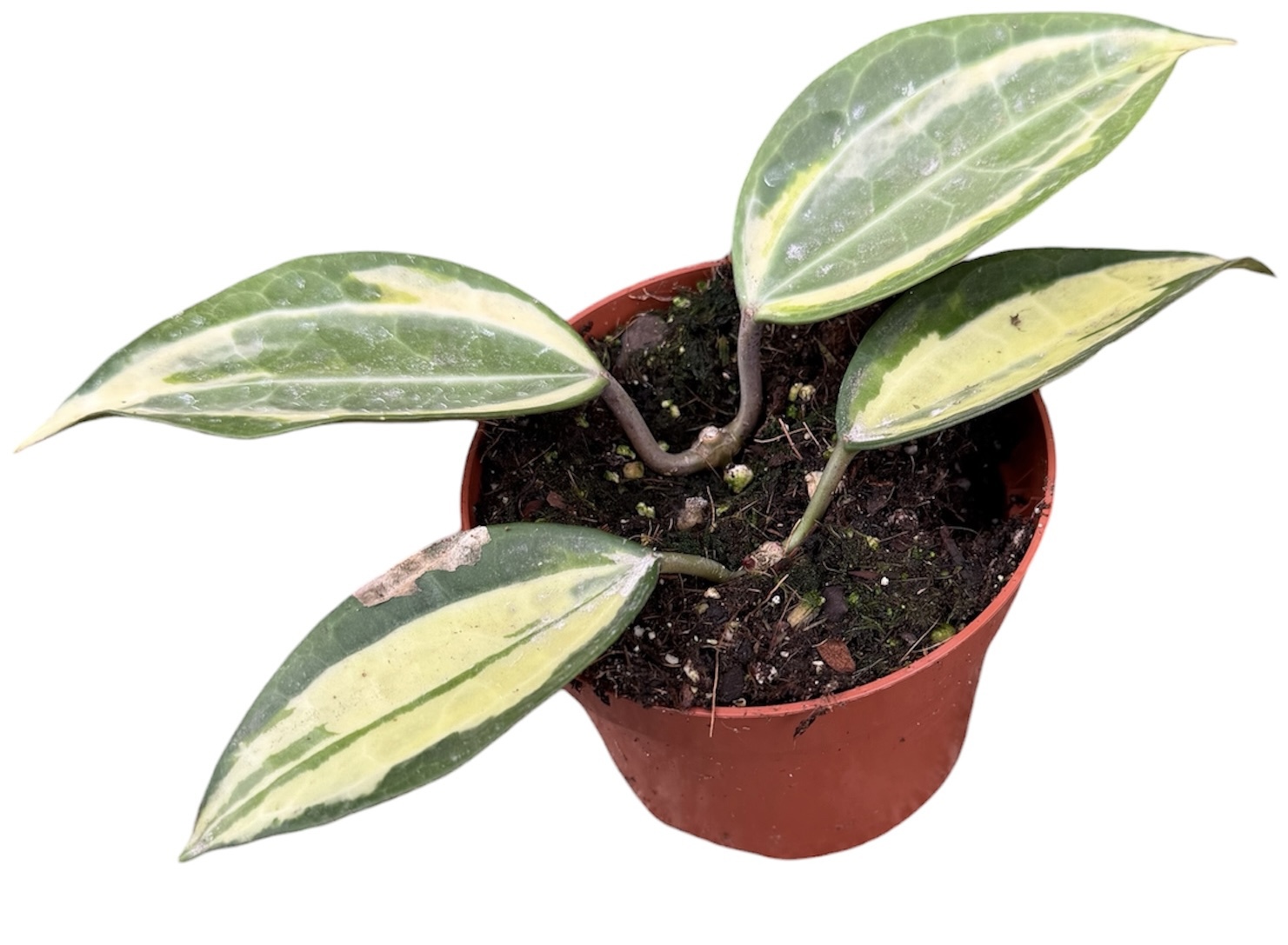 Горшечные цветы и растения оптом Hoya Latifolia Pot Of Gold от 1шт из Голландии с доставкой по России
