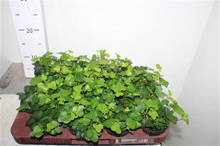 Горшечные цветы и растения оптом Hed He Wonder от 16шт (для телеги) из Голландии с доставкой по России