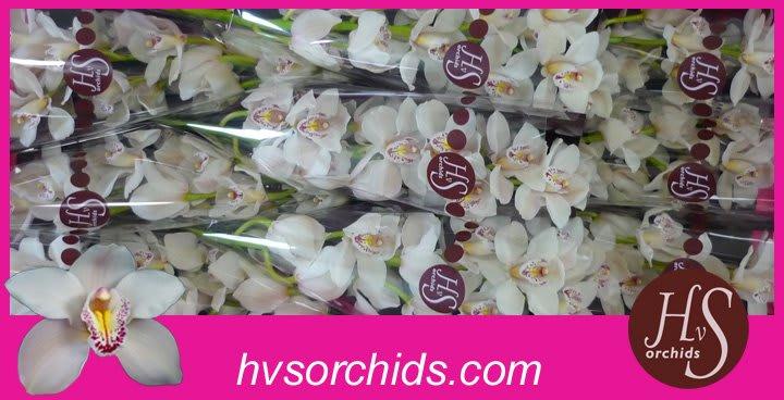 Срезанные цветы оптом Cymbidium white cascade от 10шт. из Голландии с доставкой по России