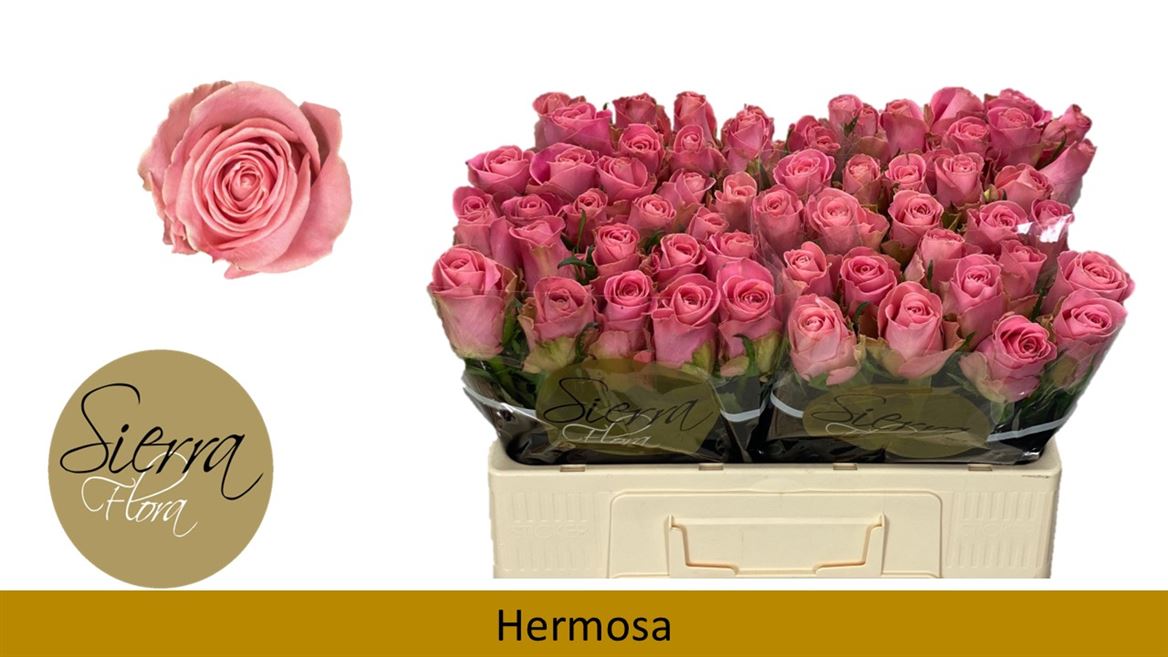 Срезанные цветы оптом Rosa large hermosa+ от 60шт. из Голландии с доставкой по России