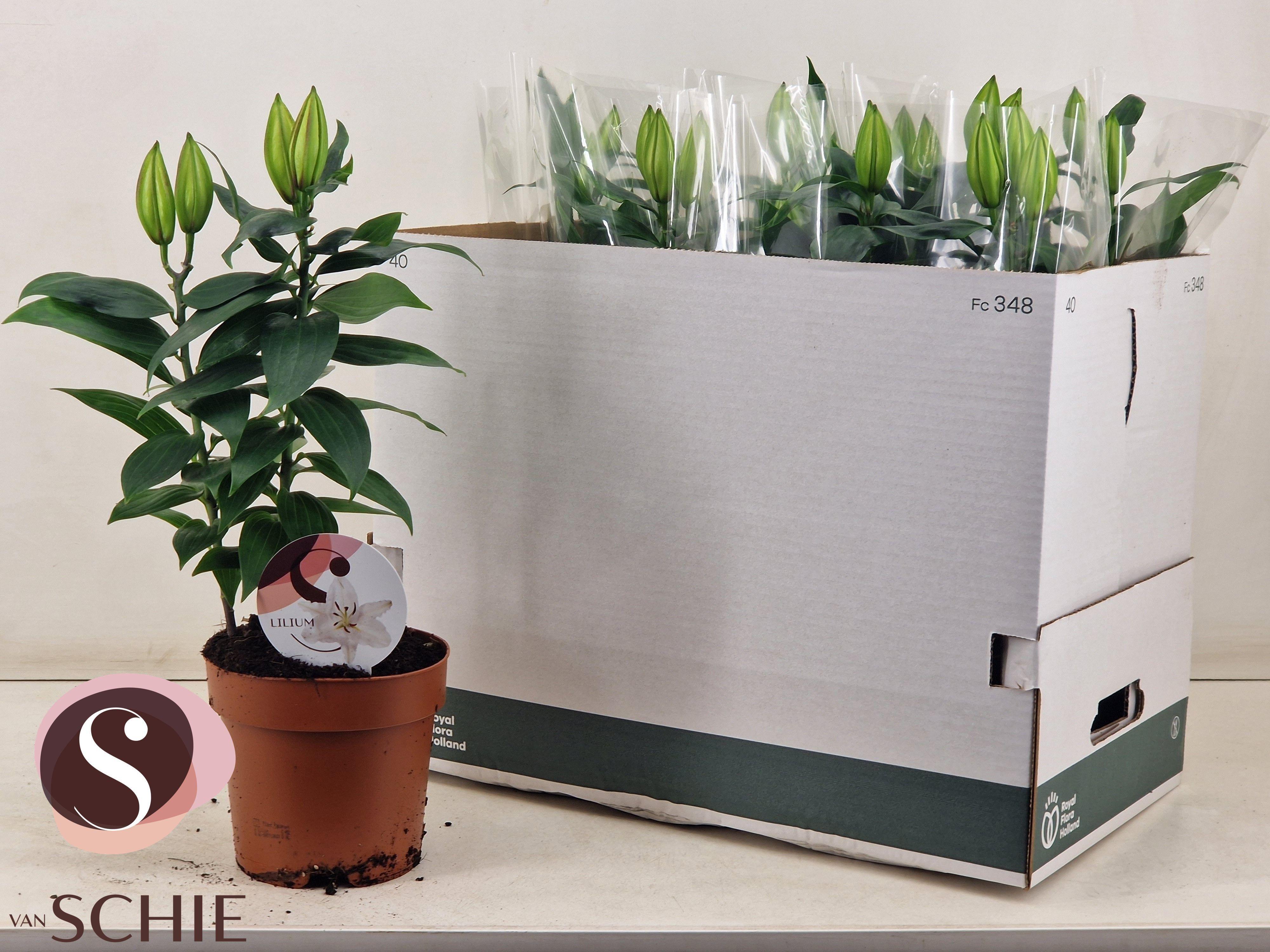 Горшечные цветы и растения оптом Lil Or Oxygen от 6шт из Голландии с доставкой по России