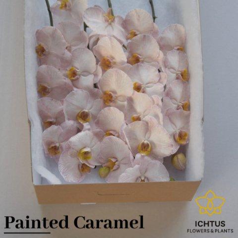 Срезанные цветы оптом Phalaenopsis paint caramel (flower) от 25шт из Голландии с доставкой по России