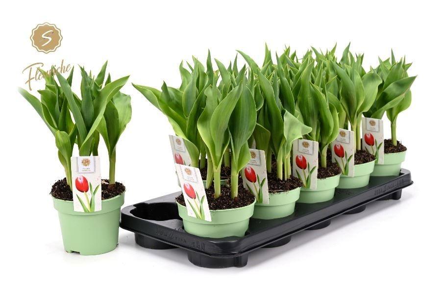 Горшечные цветы и растения оптом Tul Gem от 10шт из Голландии с доставкой по России