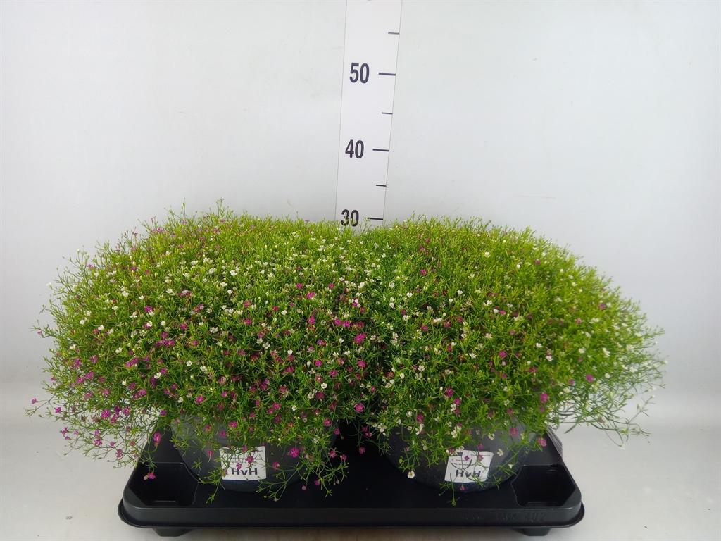 Горшечные цветы и растения оптом Gypsophila Muralis   ...mix /pot от 2шт из Голландии с доставкой по России
