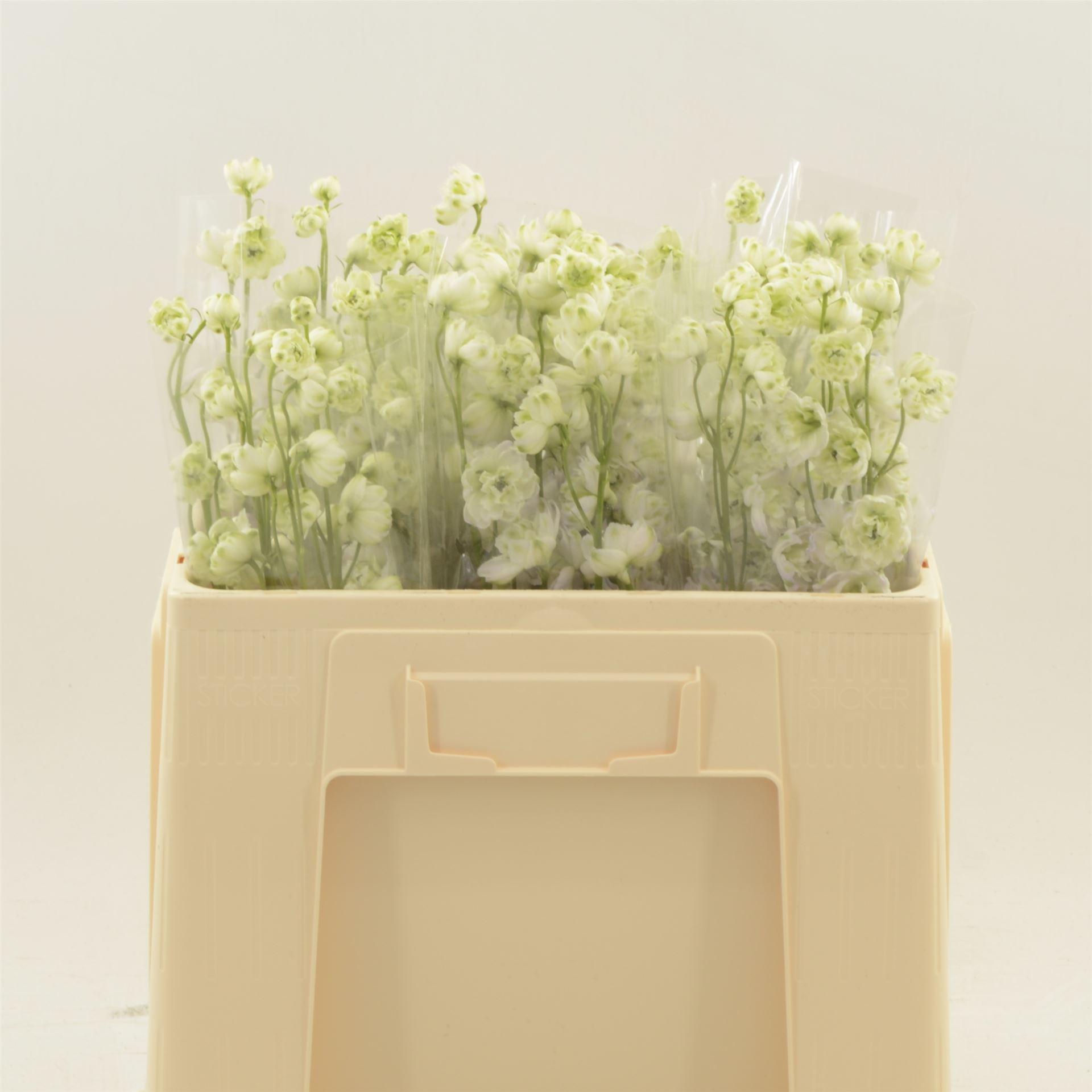 Срезанные цветы оптом Delphinium el du dewi lady от 30шт из Голландии с доставкой по России