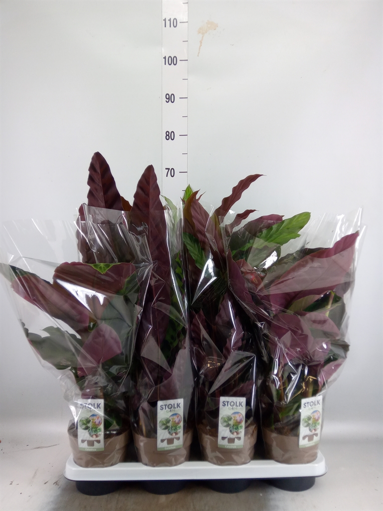 Горшечные цветы и растения оптом Calathea   ...mix 4 от 8шт из Голландии с доставкой по России