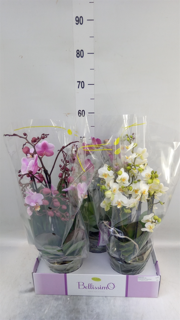 Горшечные цветы и растения оптом Phalaenopsis Multi.   ...mix  3 от 3шт из Голландии с доставкой по России