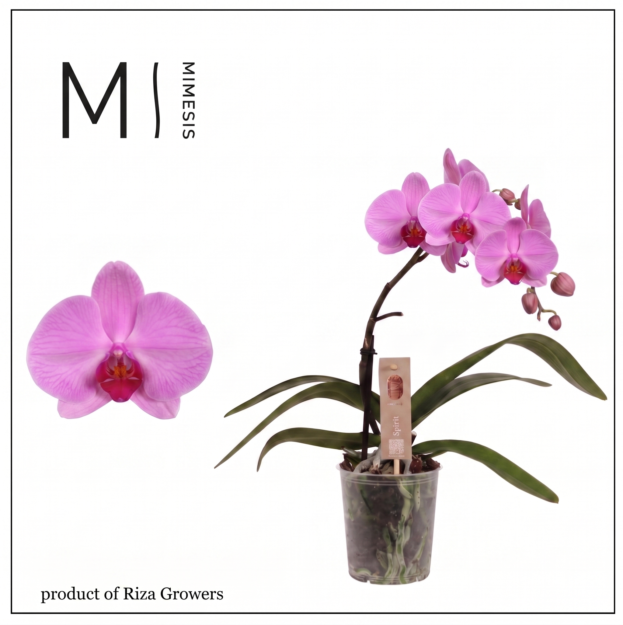 Горшечные цветы и растения оптом Phalaenopsis Spirit Pink 1 Spike - 12cm | Mimesis от 6шт из Голландии с доставкой по России