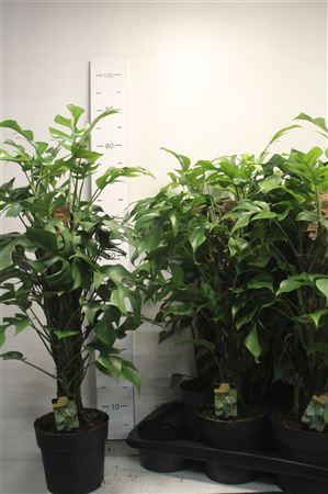 Горшечные цветы и растения оптом Monstera Minima Op Mostok от 6шт из Голландии с доставкой по России