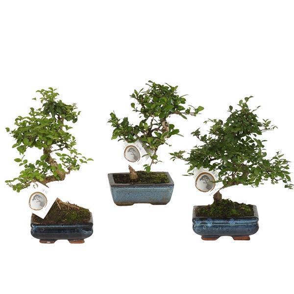 Горшечные цветы и растения оптом Bonsai Mix In Ceramic S-shape от 10шт из Голландии с доставкой по России